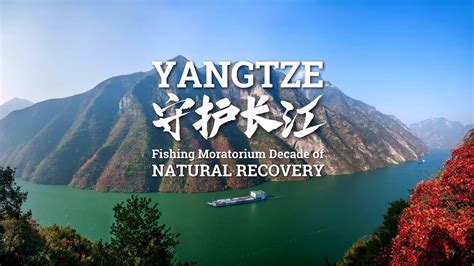 Fishing Moratorium Restores Yangtze Bio-Diversity | Ecological Revolution | ichongqing