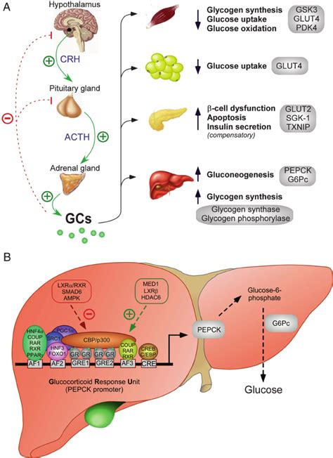 Mechanisms Of Changes In Glucose Metabolism And Bodyweight After | My ...