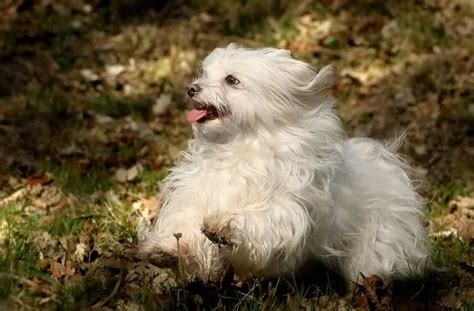 The Bolognese Dog: An Owner's Guide To A Bichon Bolognese | Perfect Dog ...