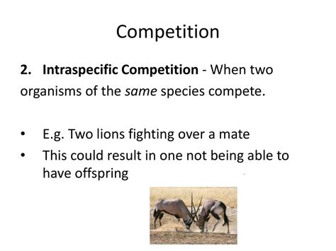 Intraspecific Competition Examples