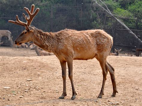 Badaling Wildlife Park in Badaling, China