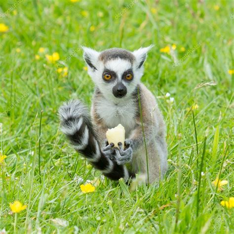 Ring-tailed lemur eating fruit — Stock Photo © michaklootwijk #12499373