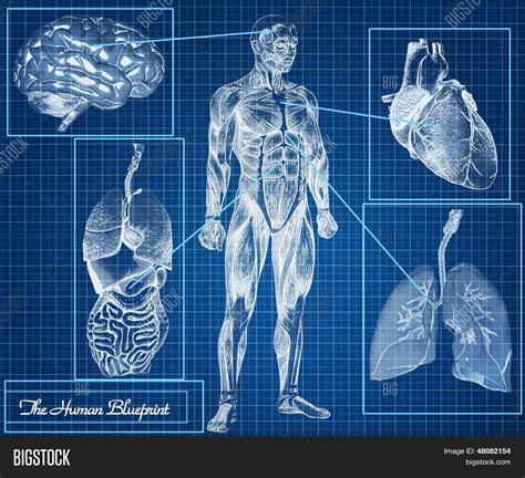 Human Blueprint Image & Photo (Free Trial) | Bigstock