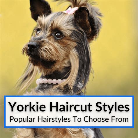 21+ short yorkie haircut - BrandonKairi