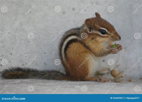 Chipmunk eating nuts stock image. Image of shells, chipmunk - 52429357