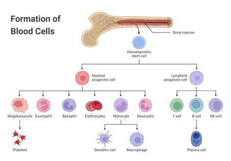 Blood- Components, Formation, Functions, Circulation