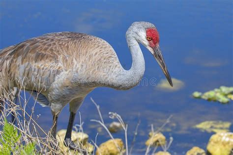 Sandhill Crane Portrait in Its Habitat Stock Image - Image of wildlife ...