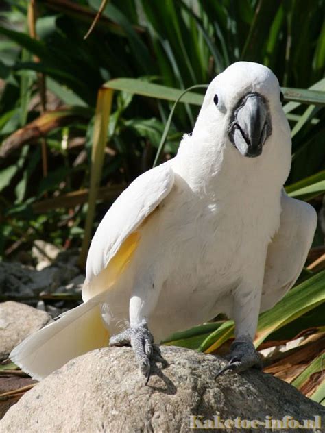 Umbrella cockatoo (Cacatua alba) - native to Indonesia | Cockatoo ...