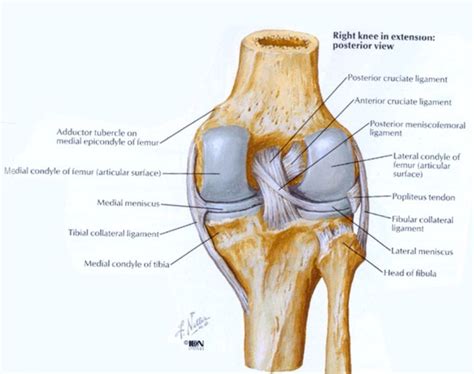 Posterior view of the knee | Anatomy | Pinterest | The o'jays and Of