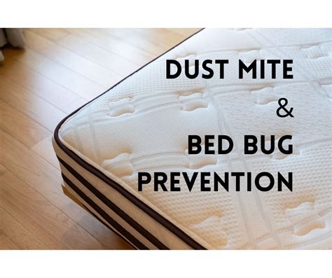 DUST MITES vs BED BUGS HOW TO PREVENT & GET RID OF THEM – Bestwaybedding