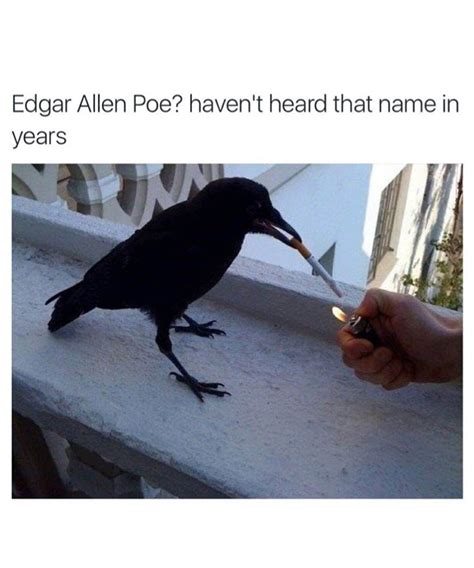 #theraven #edgarallanpoe #birdmemes Funny Animal Memes, Funny Animal Pictures, Cute Funny ...