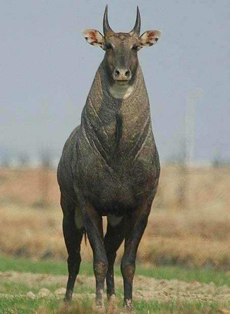 Pin by Lee Brown on Nilgai | Unusual animals, Animals, Rare animals