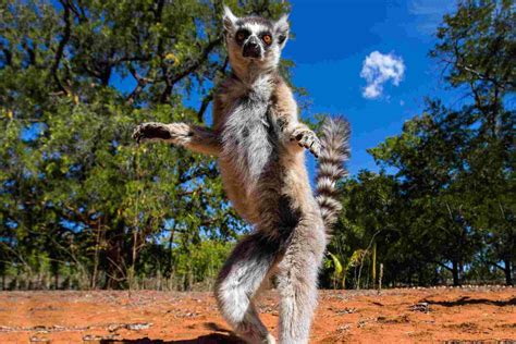 French Around the Globe: Madagascar French Language