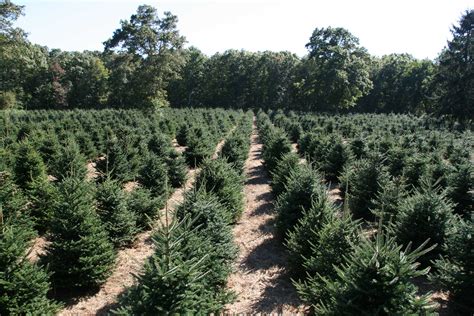 Bedrock Farm - RI Christmas Tree Growers Association