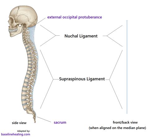 nuchal ligament supraspinous ligament