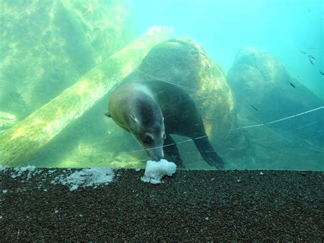 Love, Joy and Peas: Sea Lion Loves Snow!