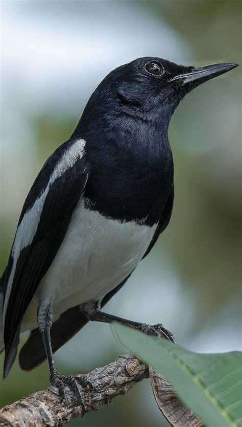 About Wild Animals: Photo of oriental magpie-robin | Pet birds, Funny cat gifts, Beautiful birds