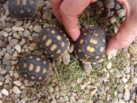 Sonoran Desert Tortoise Facts and Pictures