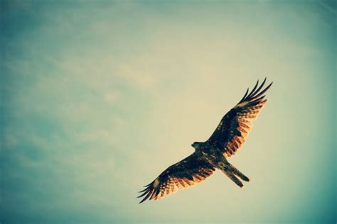 #sky #birds #flying #hunting hawk (animal) #1080P #wallpaper # ...