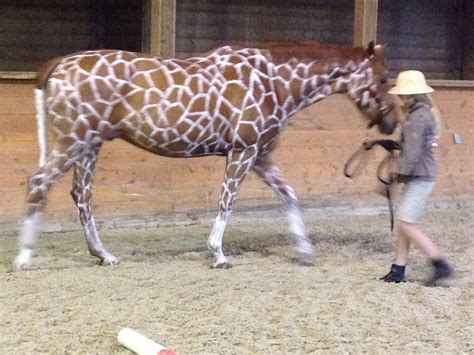 Horse as a giraffe "costume" | Horse costumes, Horse halloween costumes ...