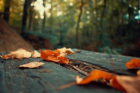 Fall Woods Stock Photos, Images and Backgrounds for Free Download