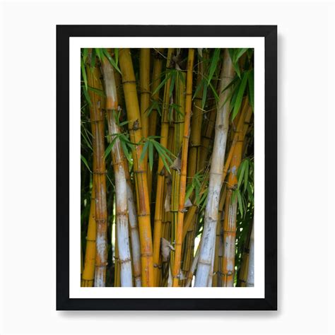 Bamboo Tree Photo Art Print by Kt10Designs - Fy