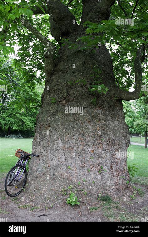 Largest girth in the world hi-res stock photography and images - Alamy