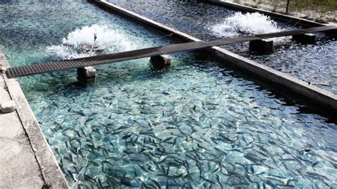 Fish Farming | Busch Global