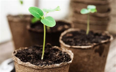 A Mindful Spring Practice of Planting Seeds | Kripalu