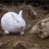 The Killer Rabbit of Caerbannog | Wiki | Cute Horrors Amino