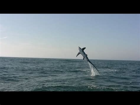 Thresher Shark Jumping Out Water