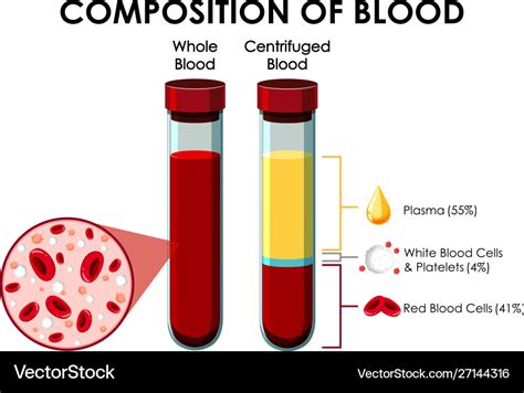 Diagram showing composition blood Royalty Free Vector Image