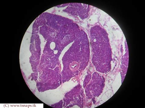 Histology Slides Database: human pancreas histology slides