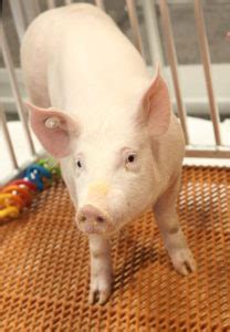 FDA Approves 'GalSafe' Pigs for Food, Medicine for Alpha-Gal Allergy