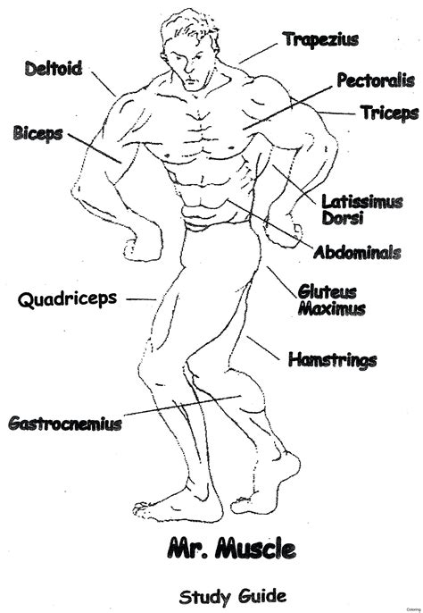 Muscular Legs Drawing at GetDrawings | Free download