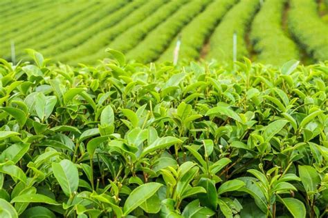 Camellia sinensis (Tea Plant)