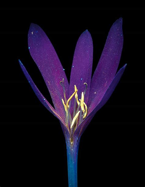 Debora Lombardi Stunningly Captures Flowers Through UV Photography