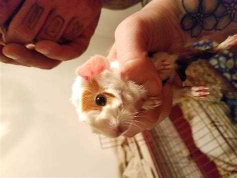 How to Care for Baby Guinea Pigs: 12 Steps (with Pictures)