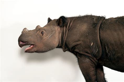 Four-Year-Old Male Sumatran Rhino (Dicerorhinus sumatrensis sumatrensis) - Joel Sartore