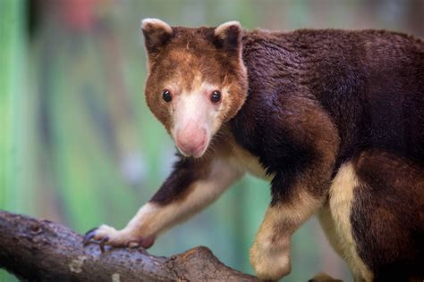 Way, way up: Explorers spot the elusive Wondiwoi tree kangeroo ...