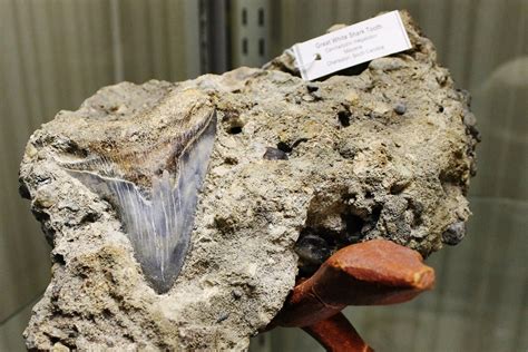 Specimen of the Month from the KGS collection: Megalodon teeth fossils