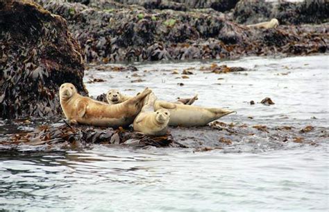 Anglesey Boat Trips - Trips - Puffin Island