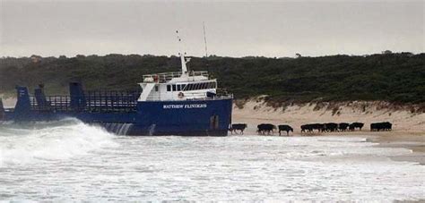 Incident Photo of The Week - Cattle vessel grounded on Kings Island – gCaptain