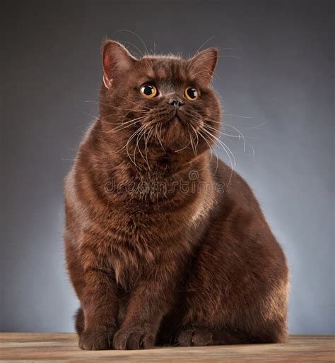 Brown Cat British Shorthair Stock Photo - Image of yellow, gray: 13712626