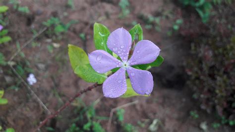 madagascar periwinkle flower on a plant 13843428 Stock Photo at Vecteezy