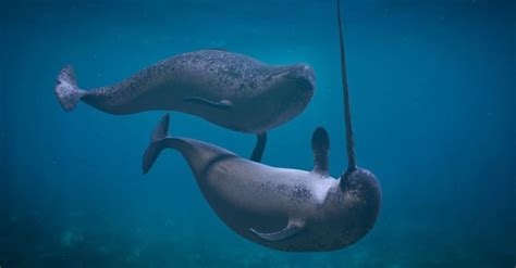 Baby Narwhal: 10 Incredible Narwhal Fact & Incredible Pictures - AZ Animals