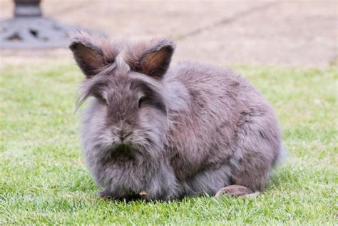 Lionhead Rabbit Information