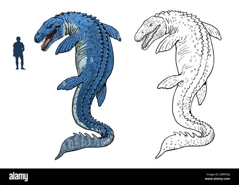 Mosasaurus compared to human. Comparison between dinosaur and human. Dino coloring page Stock ...