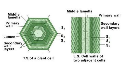 Cell Structure Charts | lupon.gov.ph