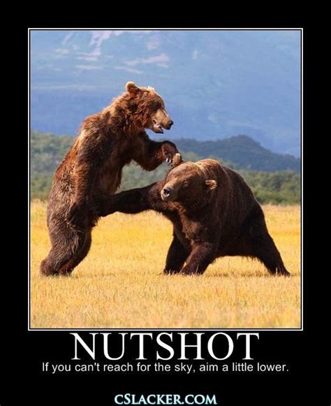 nutshot lol | Funny bears, Bones funny, Funny pictures